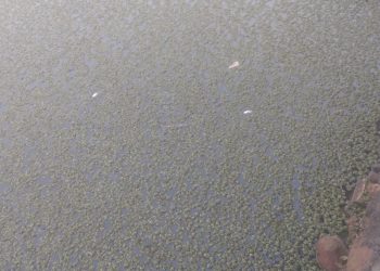 Moradores do Salto Caveiras encontram peixes mortos