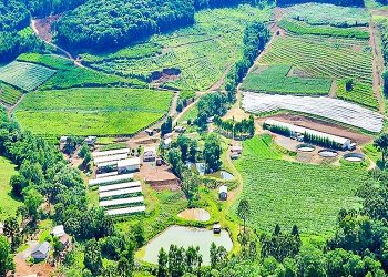 Agronegócio segue crescendo: Área plantada de Lúpulo está aumentando na Serra catarinense