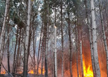 Confira as fotos do incêndio que o raio provocou em linha de transmissão da Celesc nesse domingo