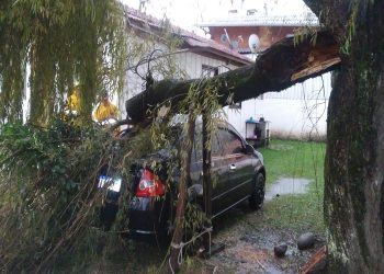 Chuvas e ventos causam queda de árvore em cima de residência e veiculo