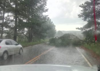 Queda de árvores na rodovia do Vime e mais de cinco mil residências sem energia