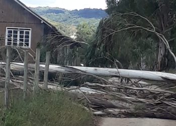 Fortes ventos derrubam árvores e danificam rede elétrica nesta manhã
