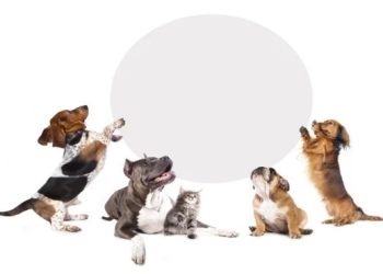 Discussão sobre pensão de cães será julgada em vara da família após rompimento amoroso