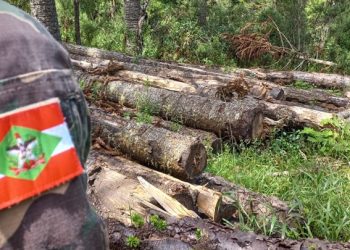 Operação apreende 151 toras de Pinheiro Brasileiro em Bom Jardim da Serra