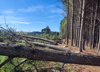 Celesc substitui mil metros de cabos e faz roçada na localidade de Raposo, Coxilha Rica